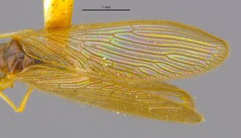Media type: image;   Entomology 11917 Aspect: Wing front